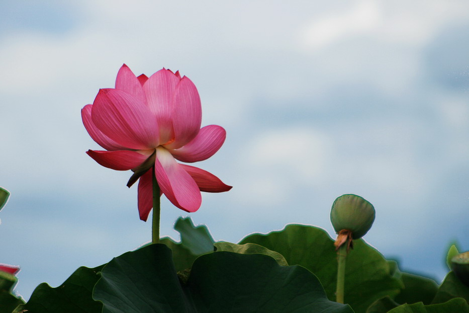 一湖清水半池莲