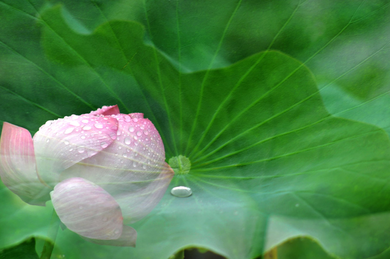濮--荷
