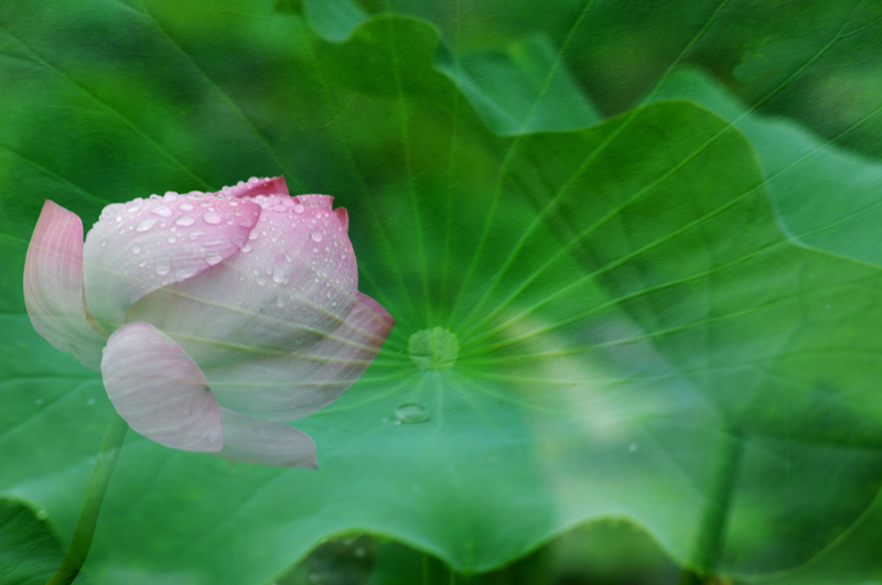 濮--荷