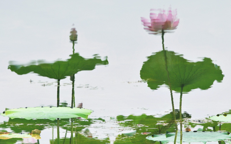 濮--荷