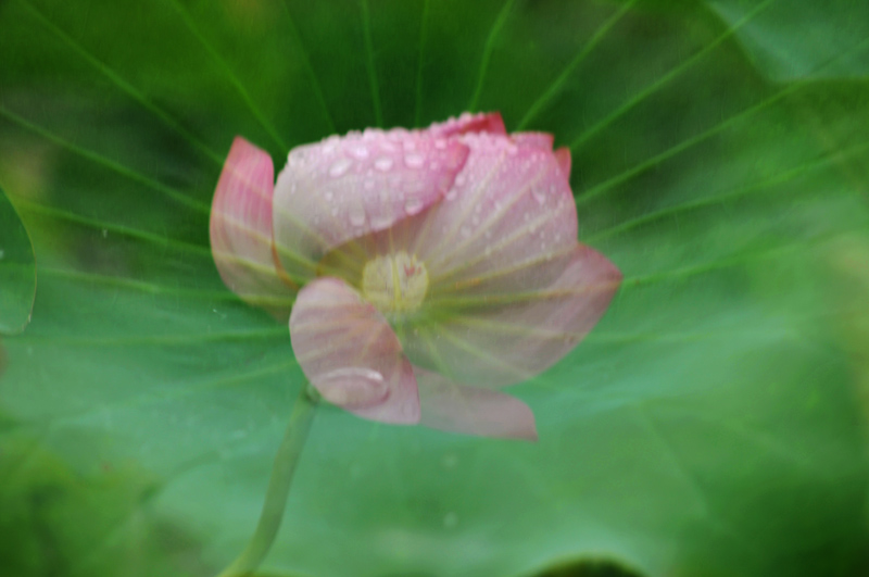濮--荷