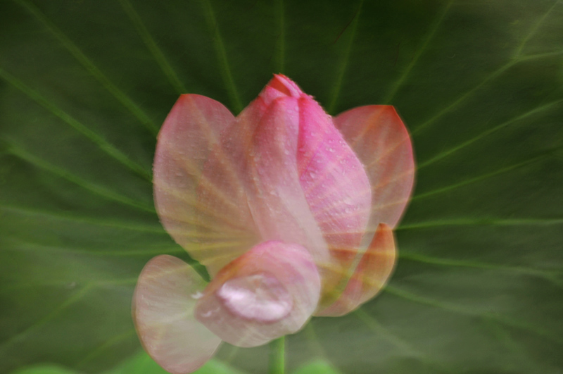 濮--荷