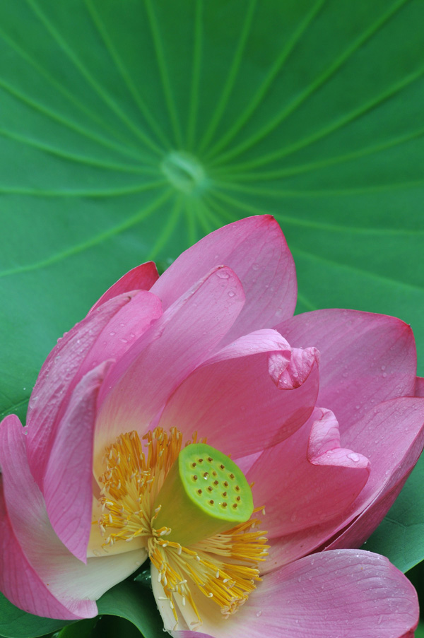 濮--荷