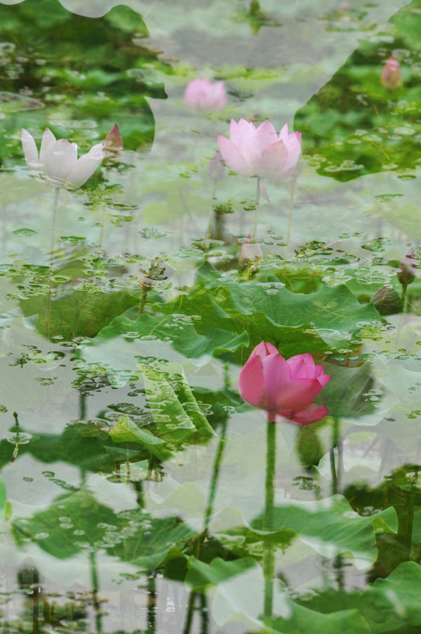 濮--荷