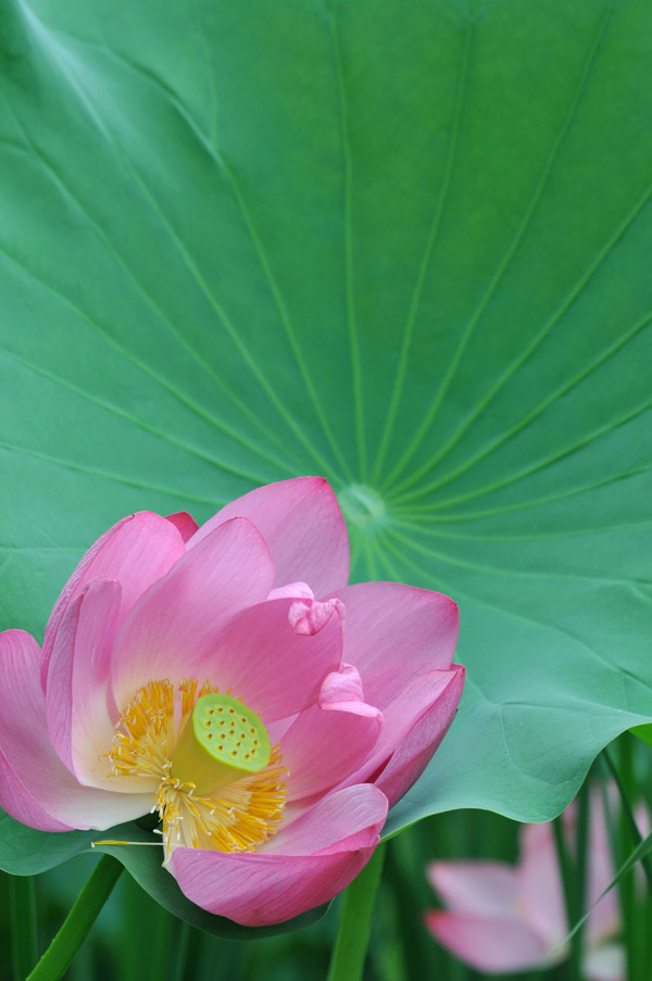 濮--荷