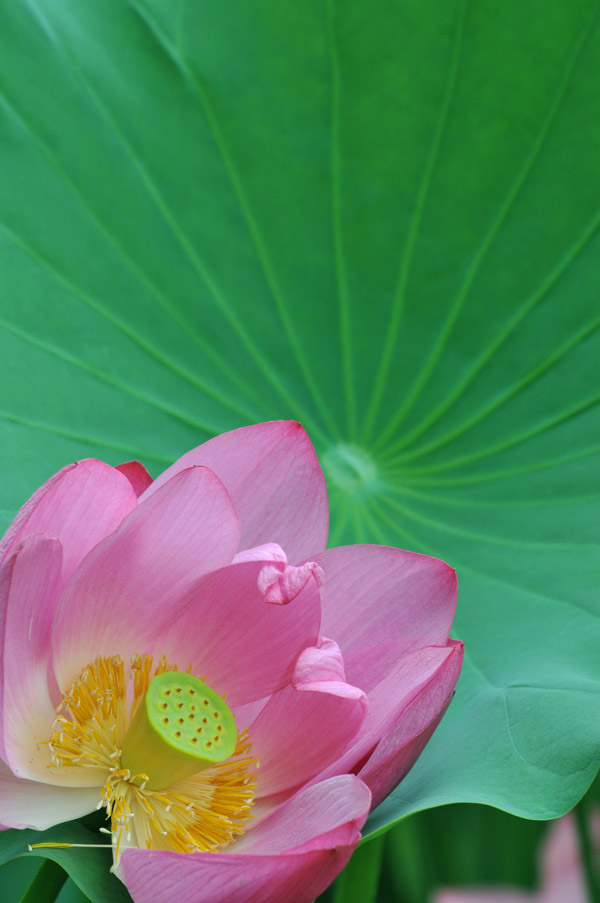 濮--荷