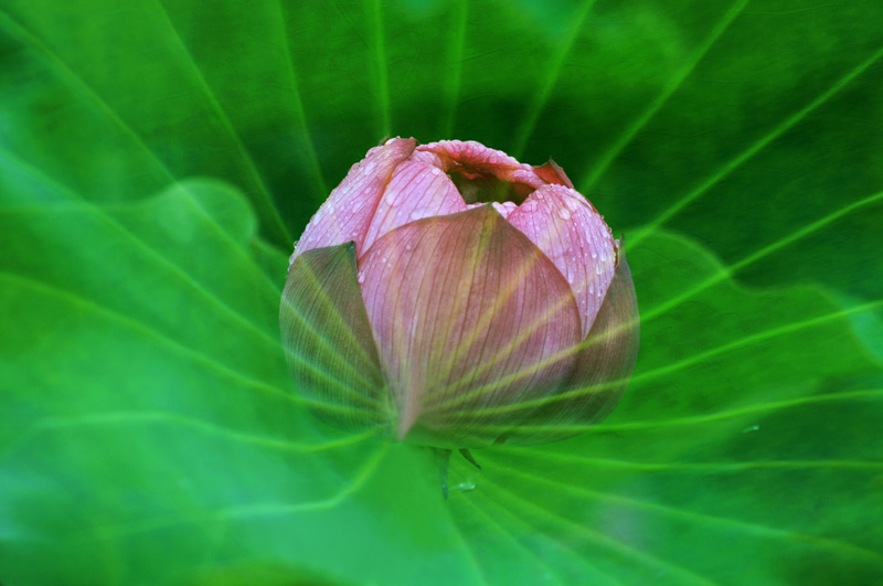 濮--荷