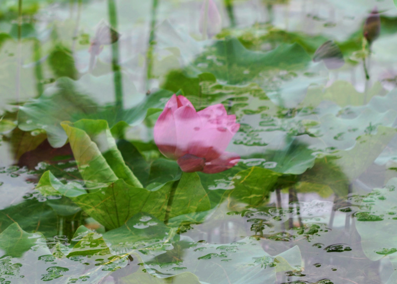 濮--荷