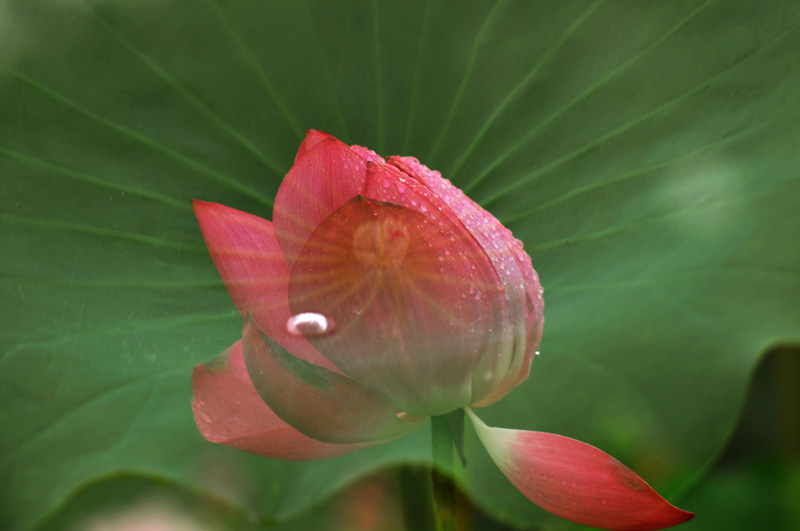 濮--荷