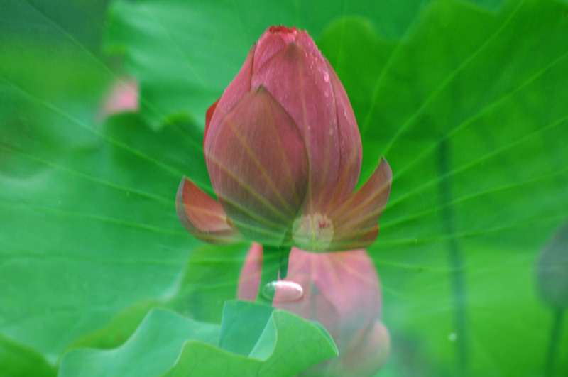 濮--荷