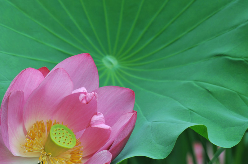 濮--荷