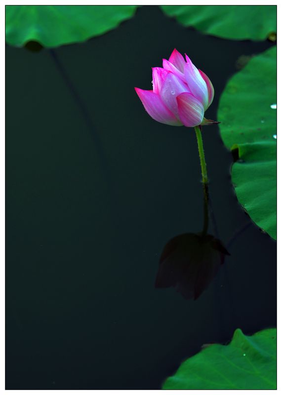 也学拍荷