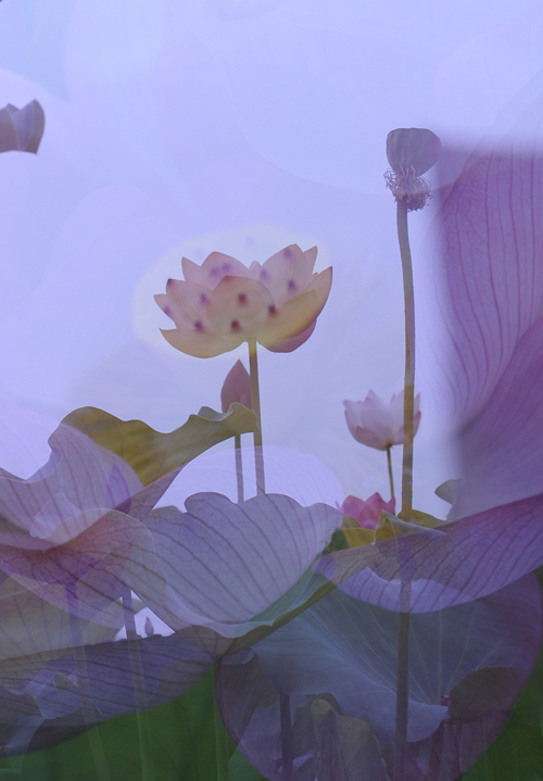 荷为贵