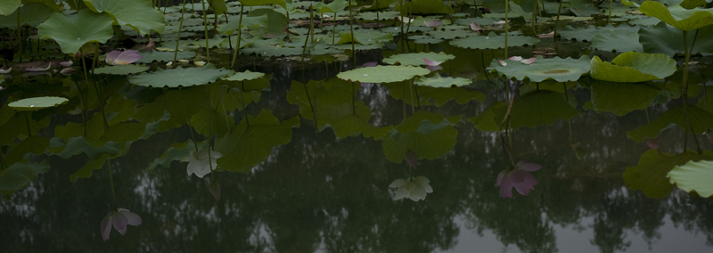 荷为贵