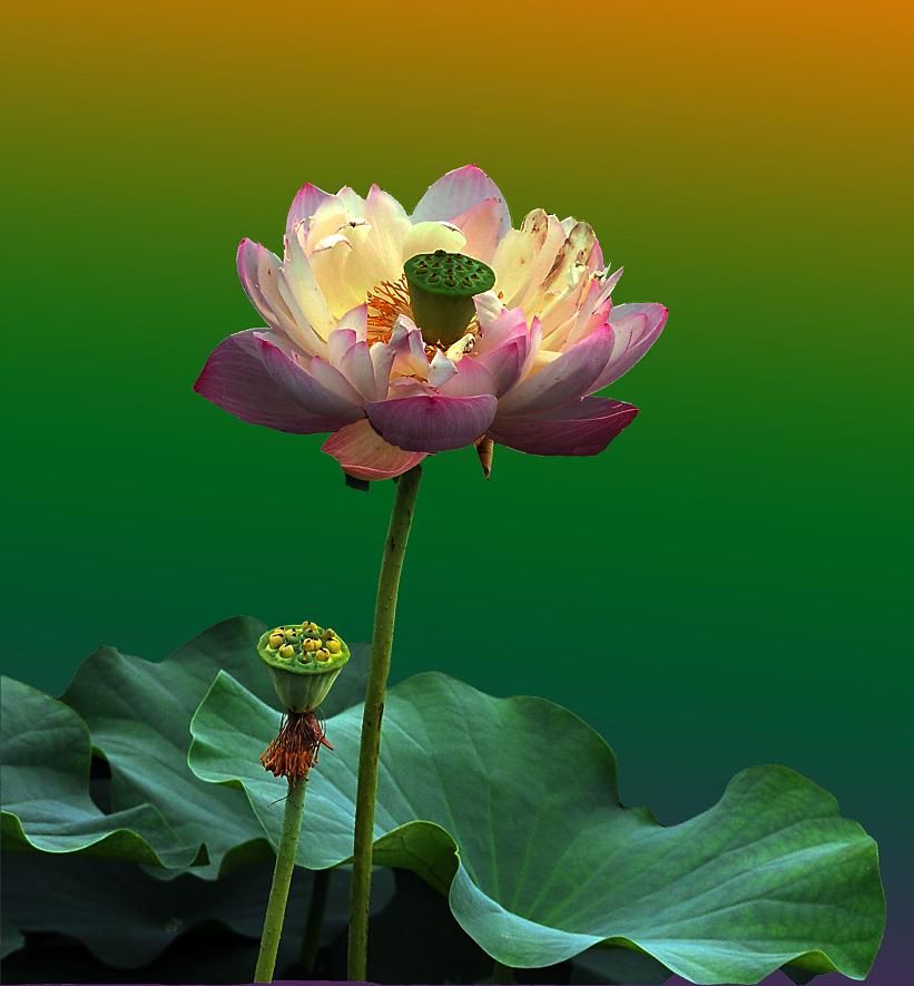 再发一组荷花