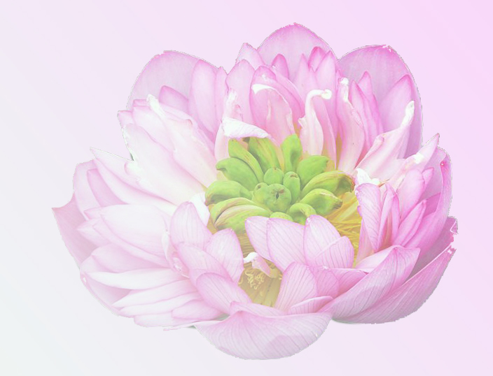 再发一组荷花