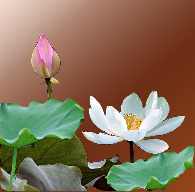 再发一组荷花