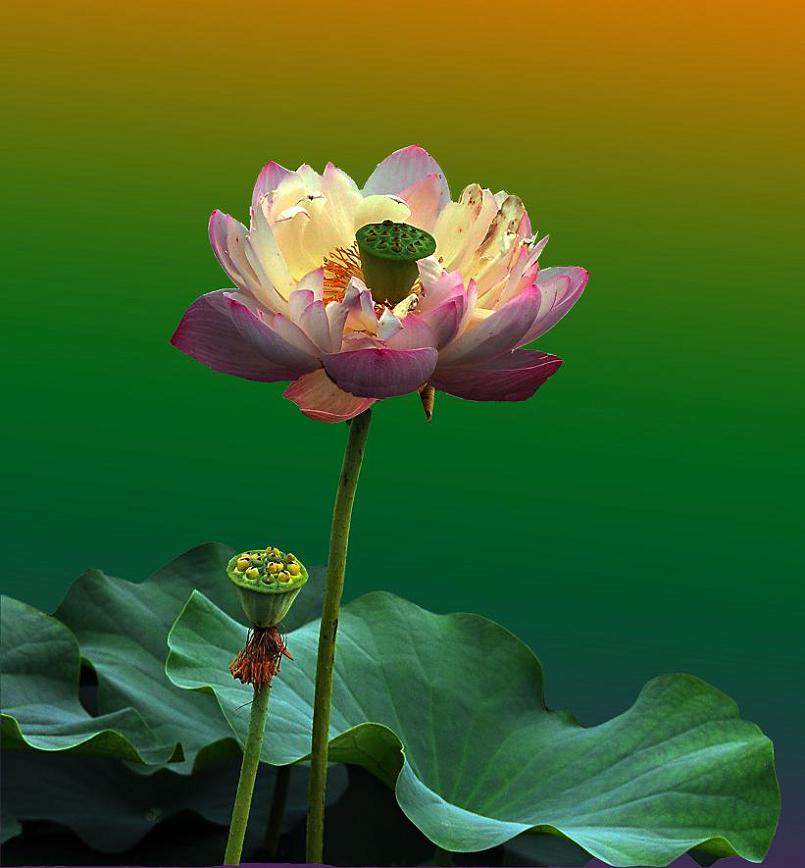 再发一组荷花