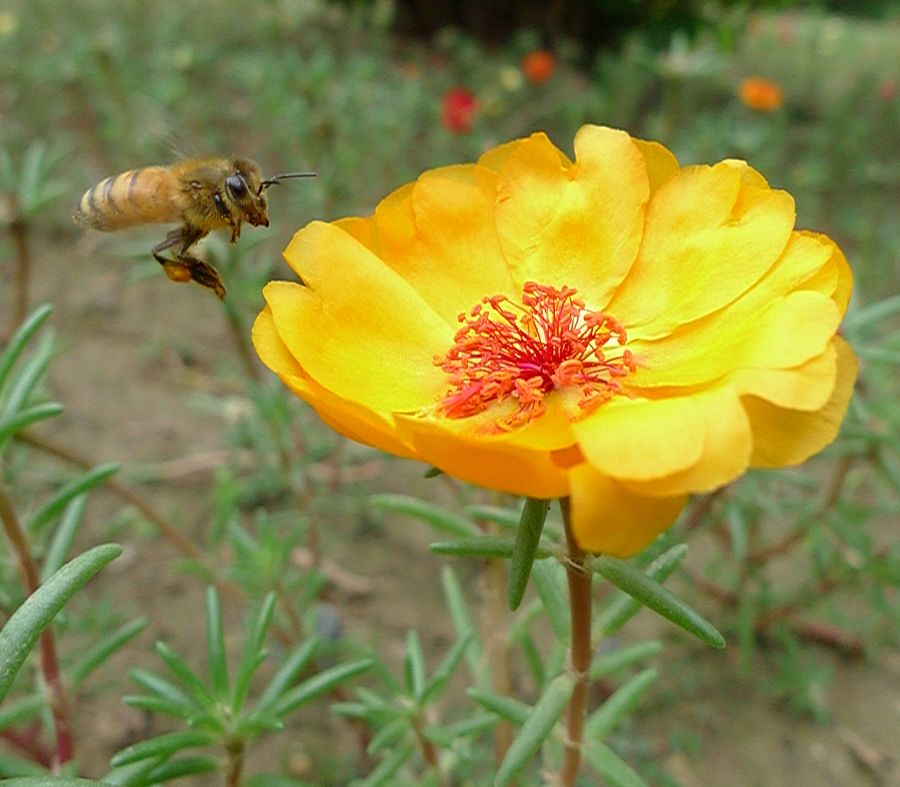 蜜蜂与太阳花
