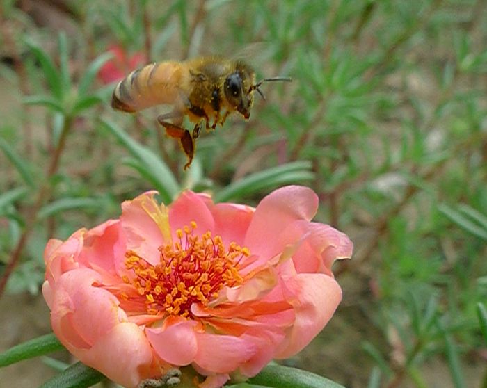 蜜蜂与太阳花