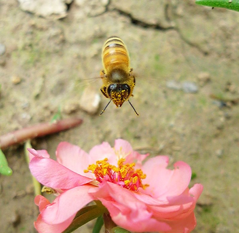 蜜蜂与太阳花