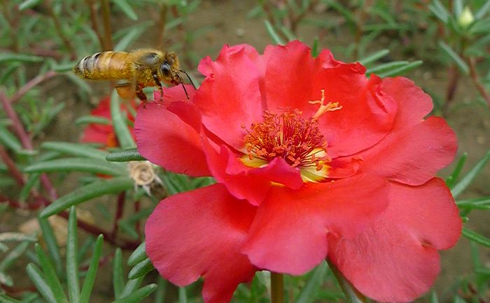 蜜蜂与太阳花