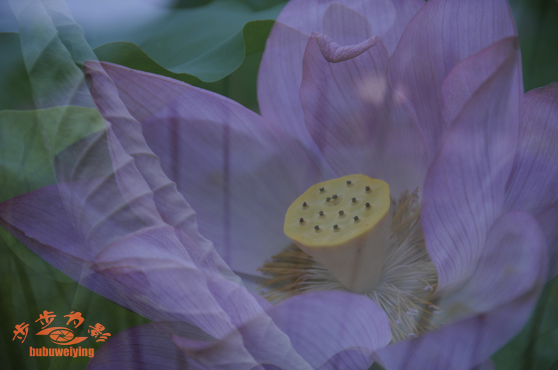 荷为贵（习作续）
