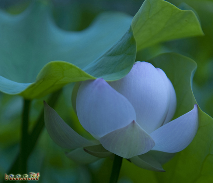 荷为贵（习作续）