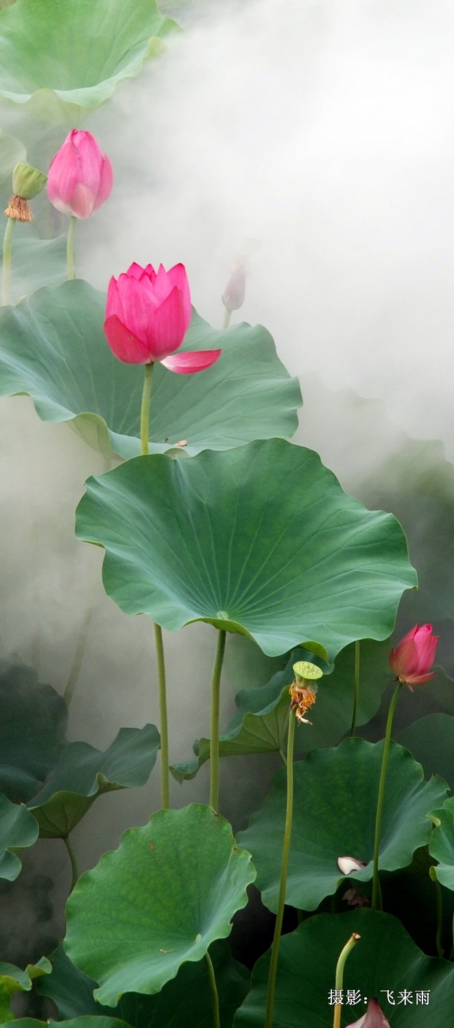 荷之美