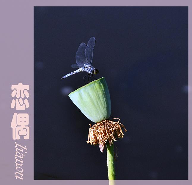 恋偶