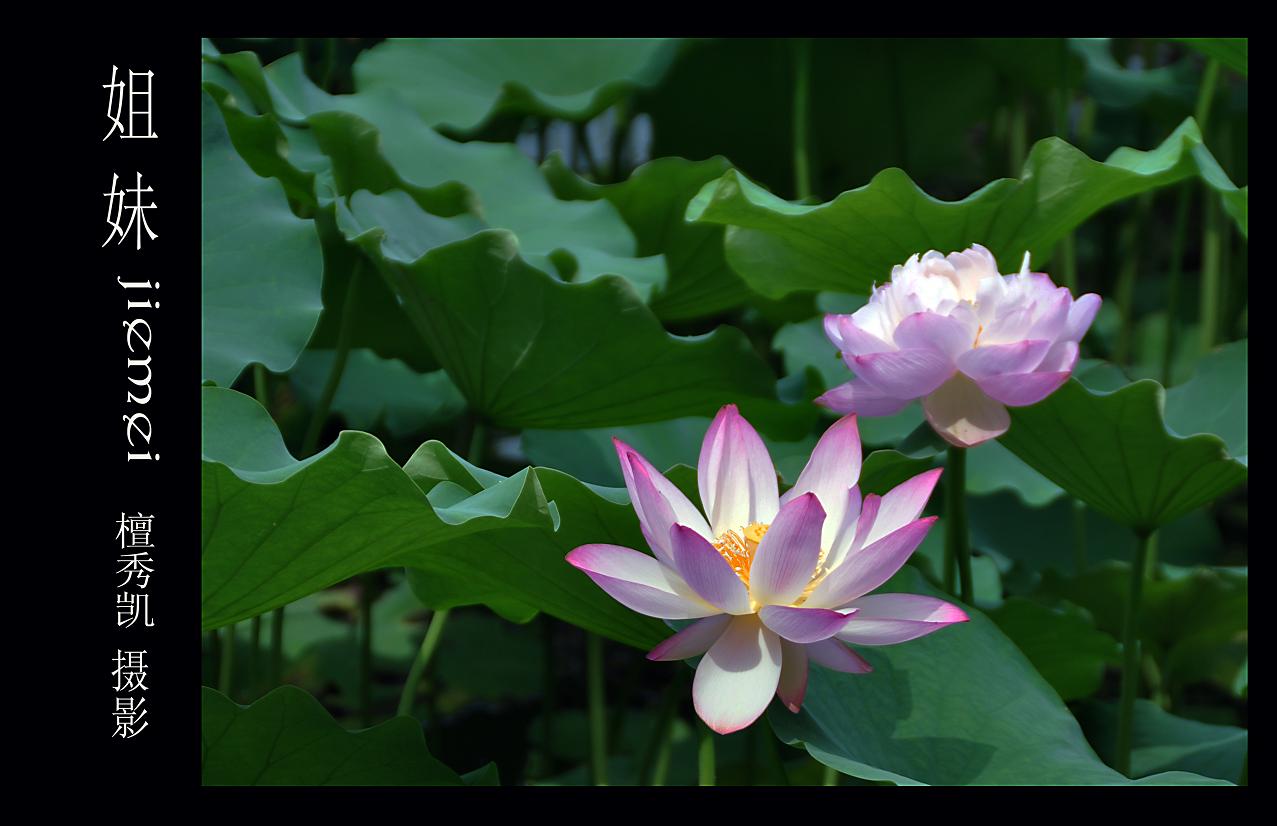 依水荷