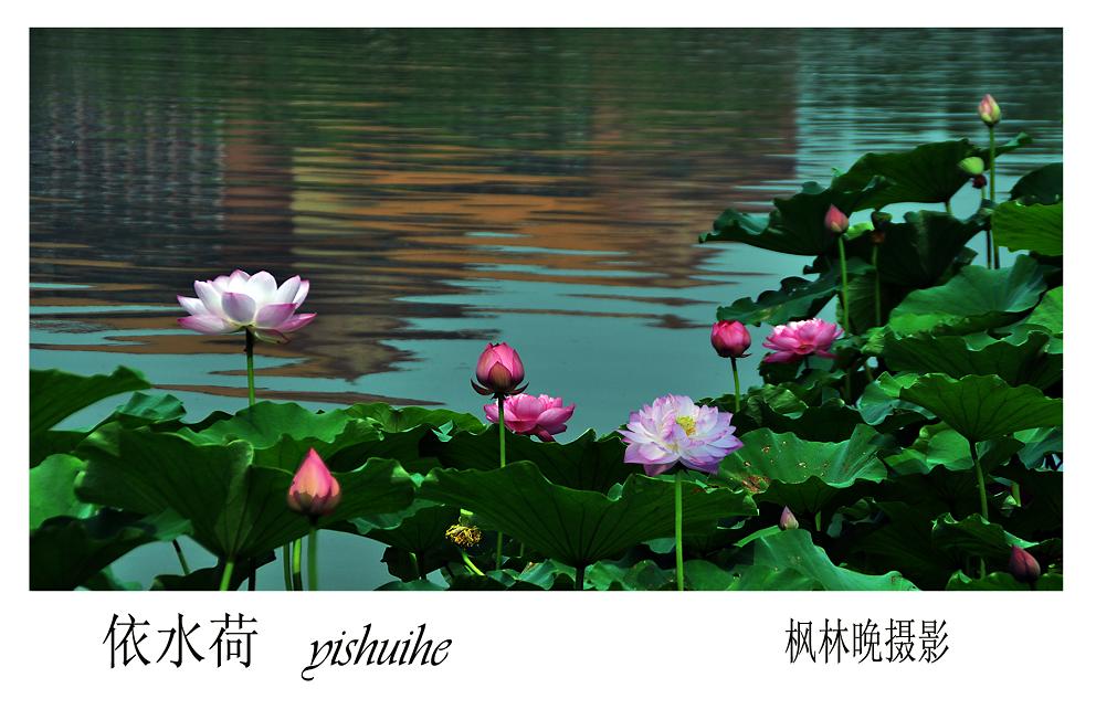 依水荷