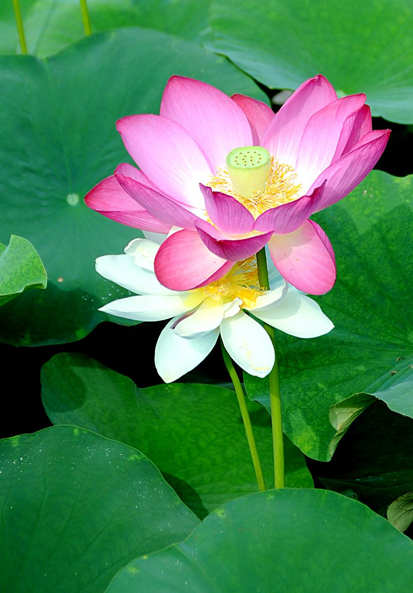 依水荷