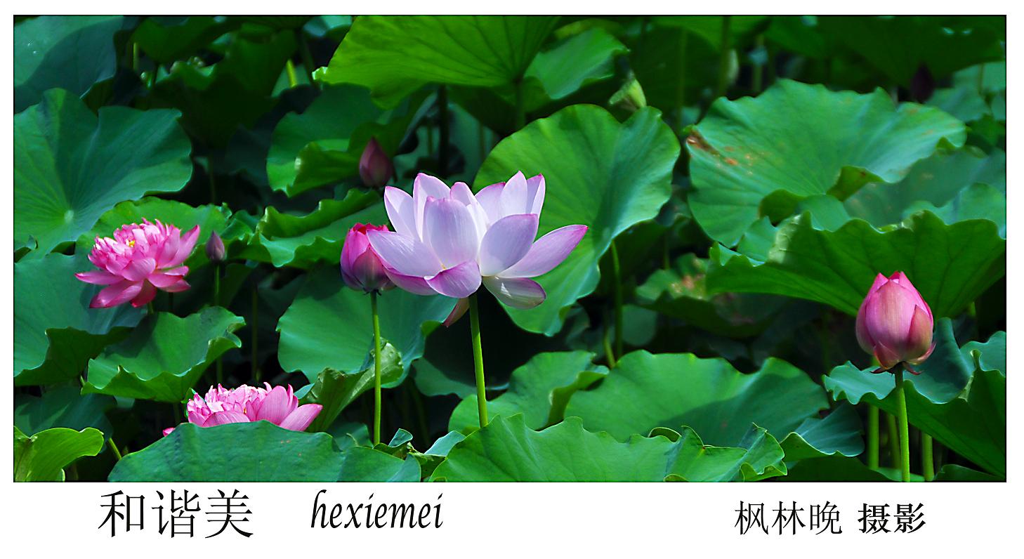 依水荷