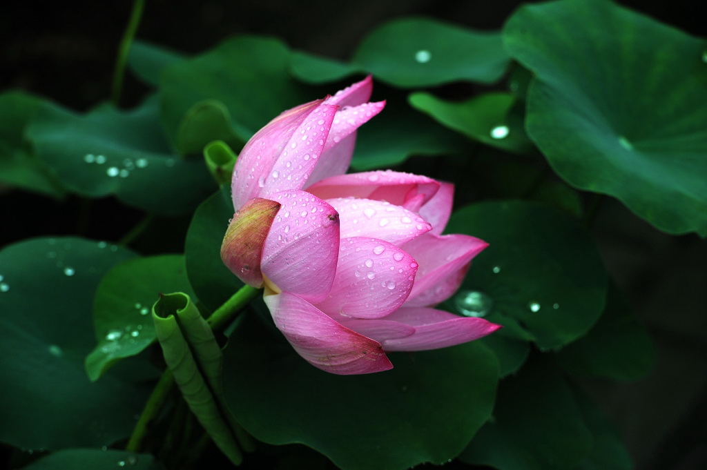 荷花一组