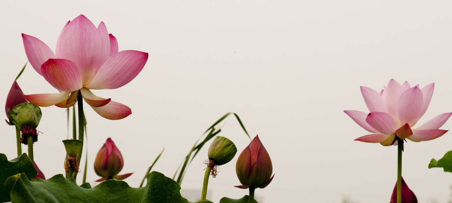 [原创]几张荷花
