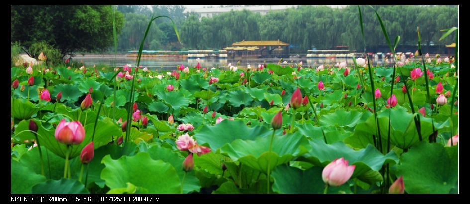 荷花