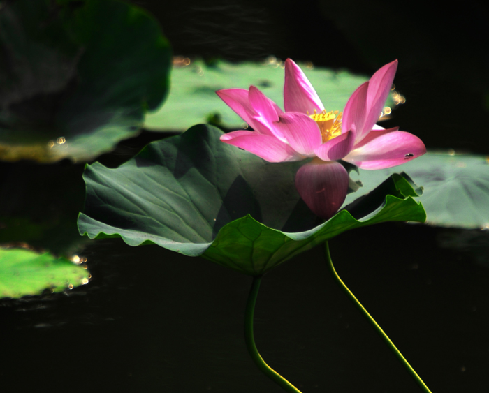 新蕾公园长焦拍荷