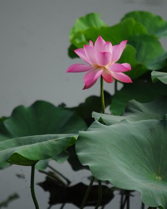 新蕾公园长焦拍荷