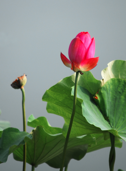 新蕾公园长焦拍荷