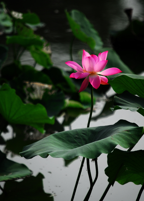 新蕾公园长焦拍荷