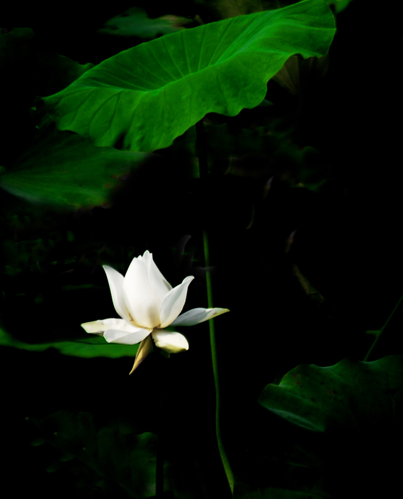 新蕾公园长焦拍荷