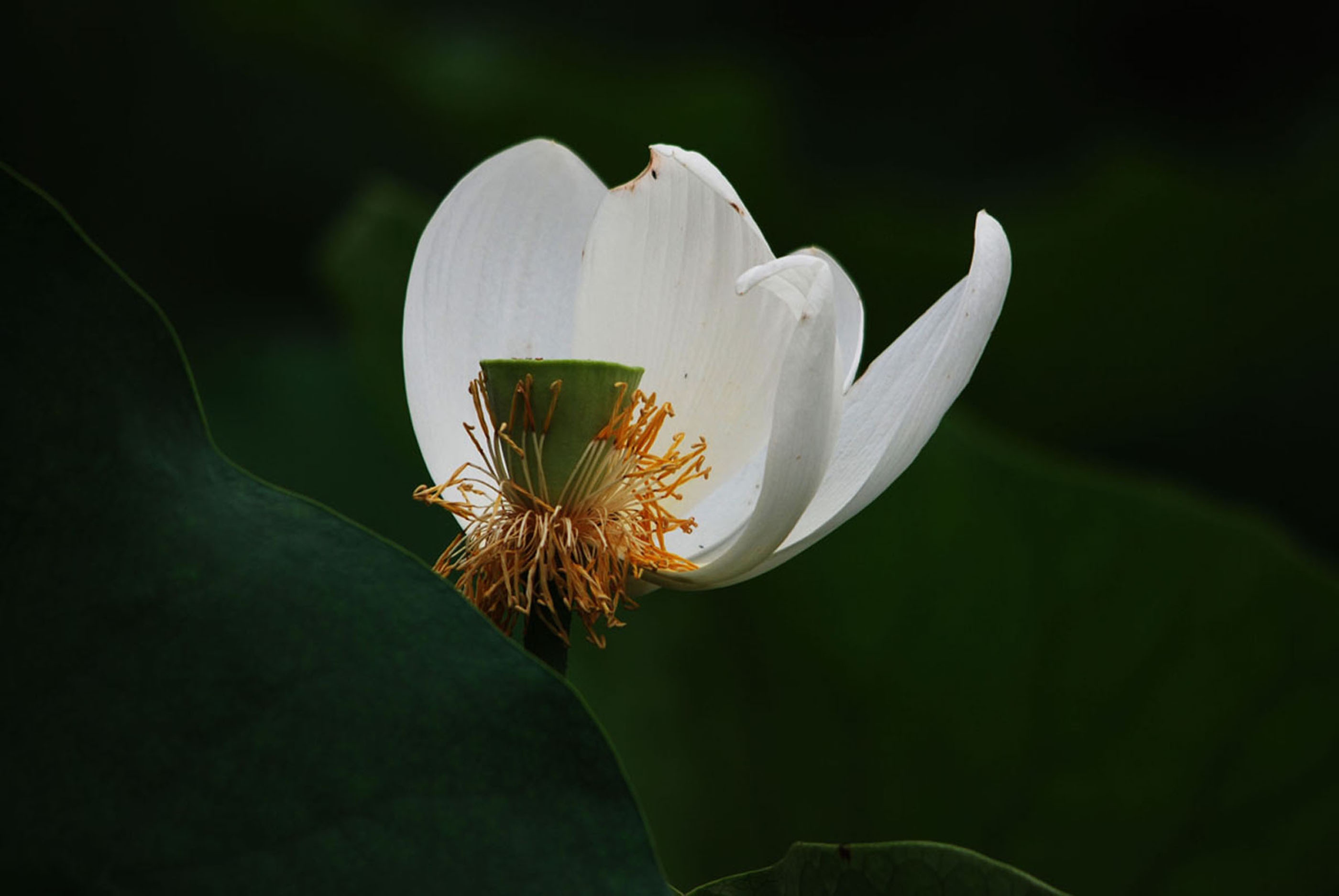 芙蓉情