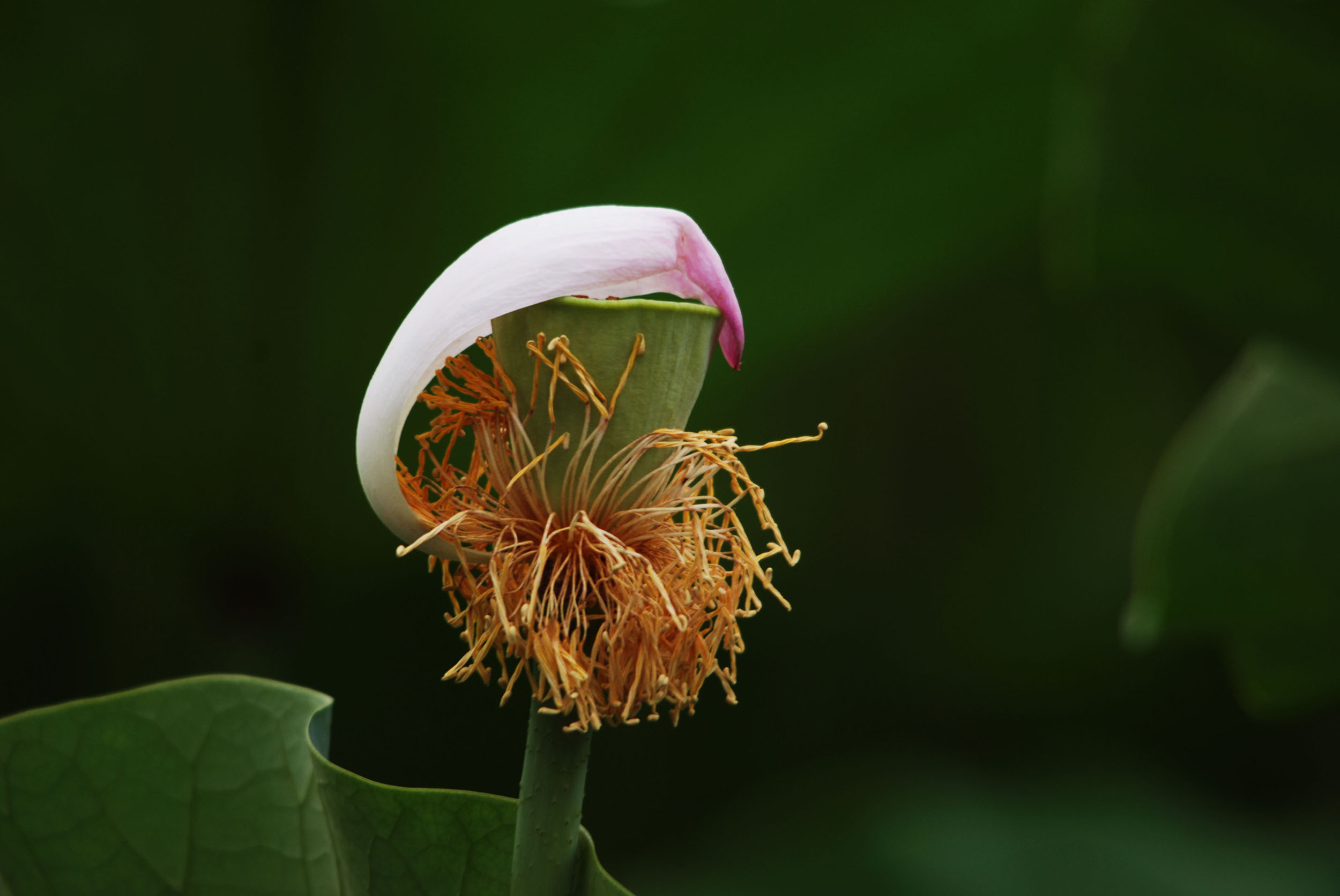 芙蓉情