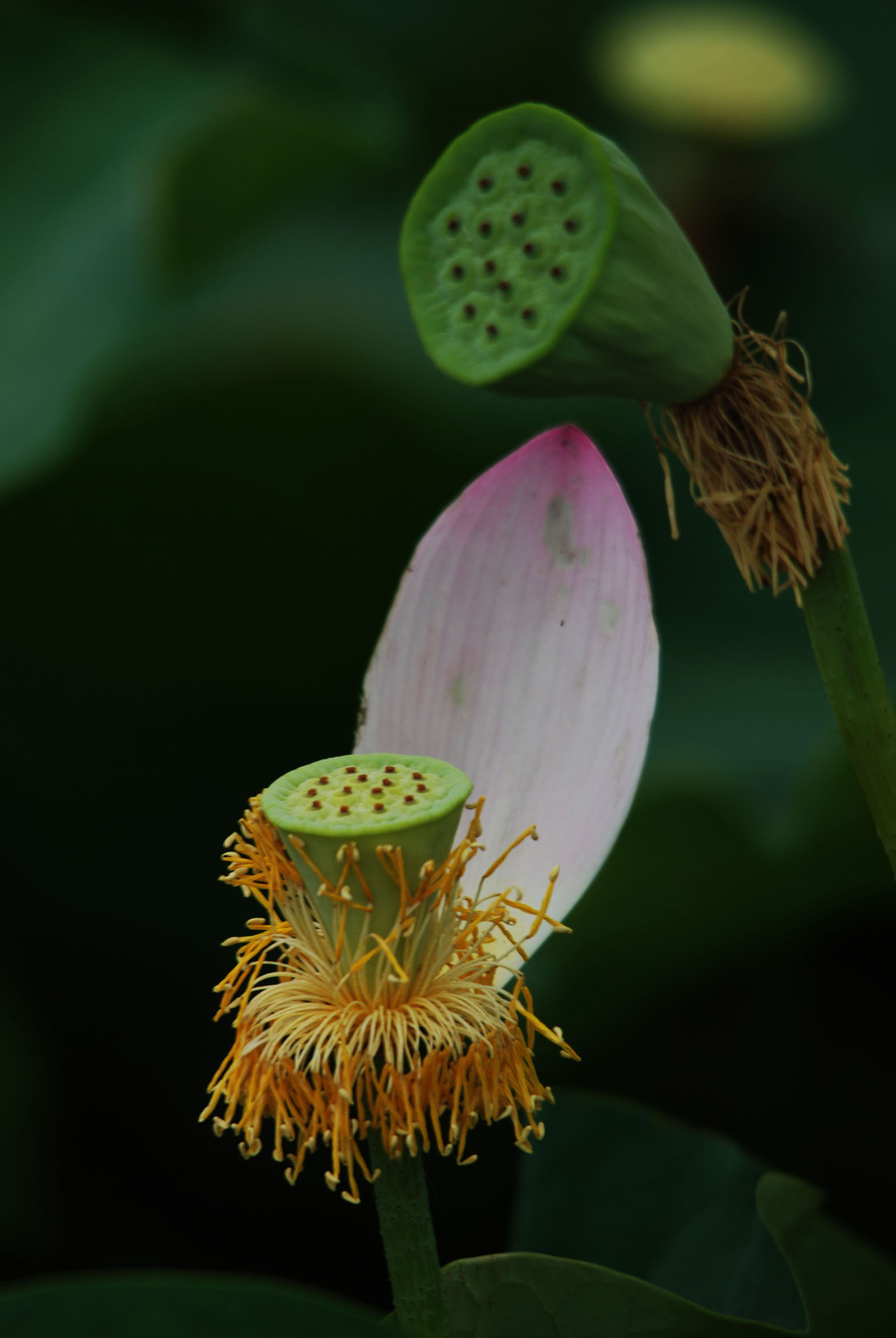 芙蓉情
