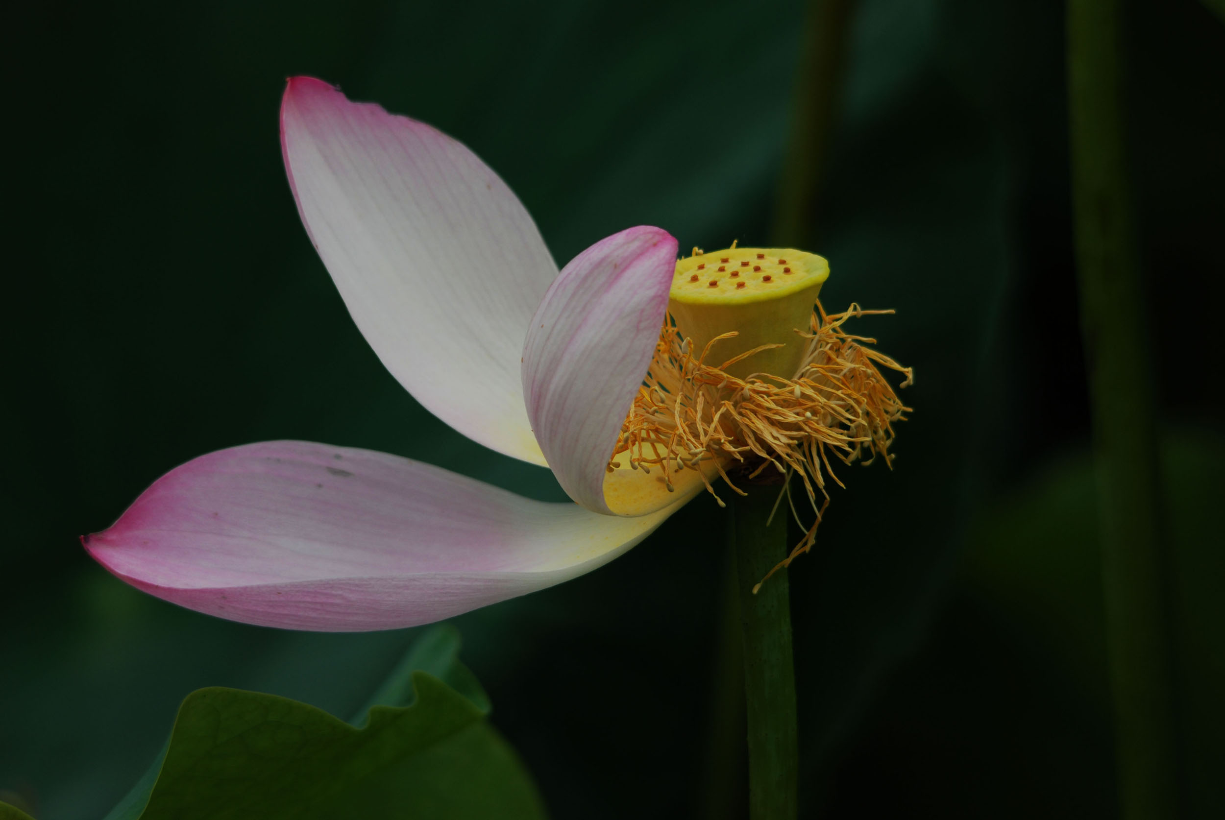 芙蓉情