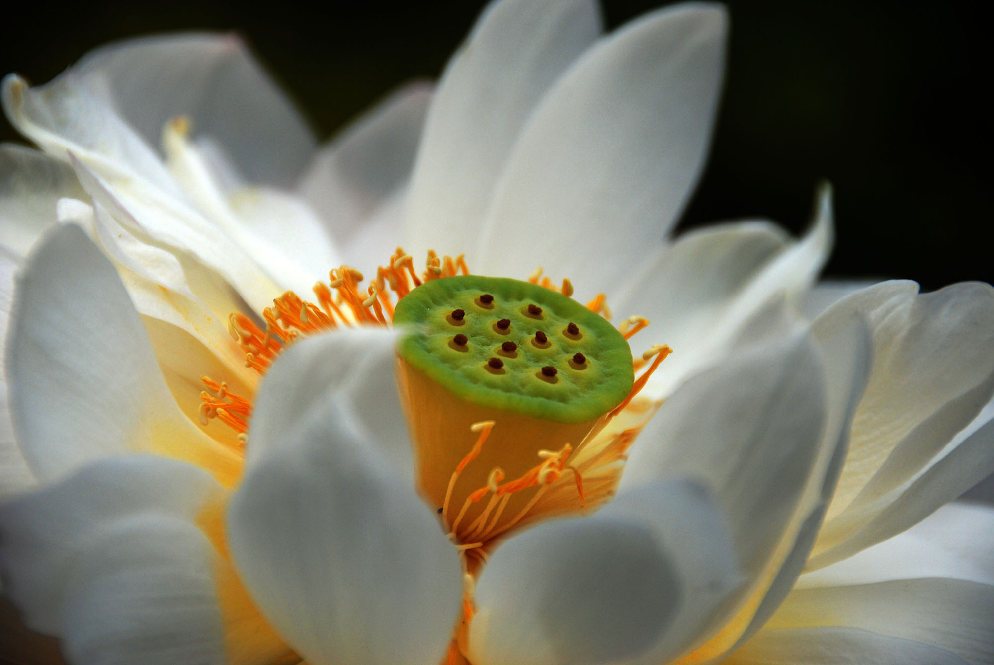 芙蓉情