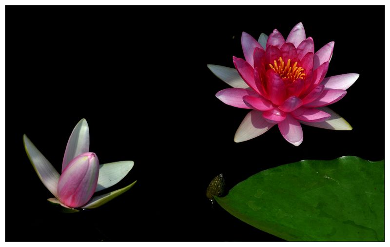 《睡莲花开》