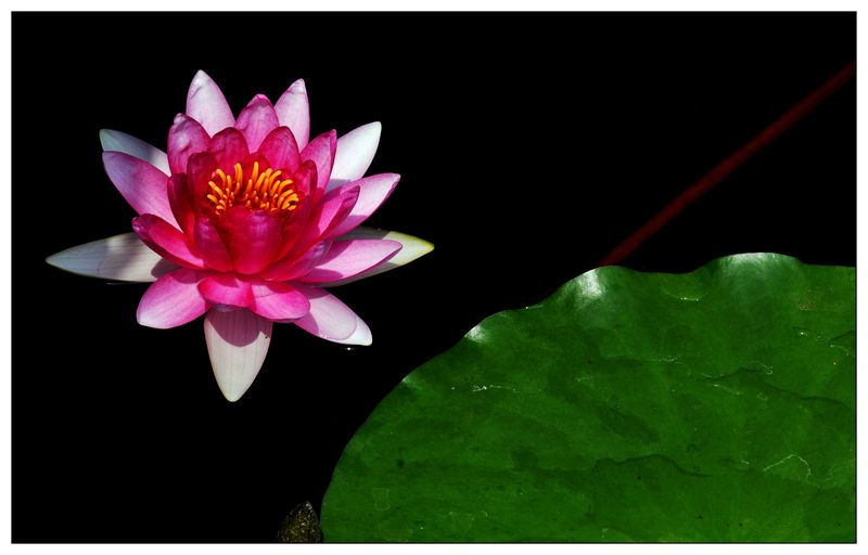 《睡莲花开》