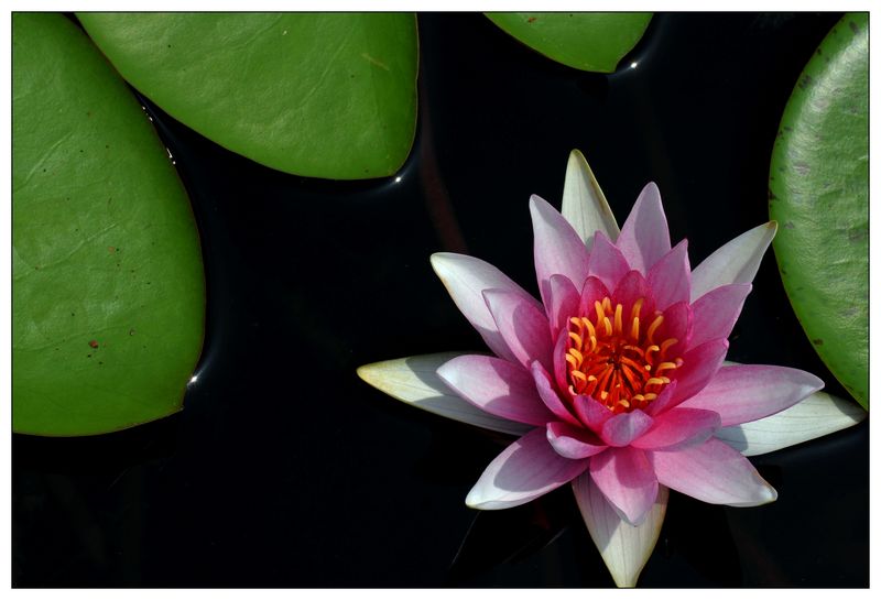 《睡莲花开》